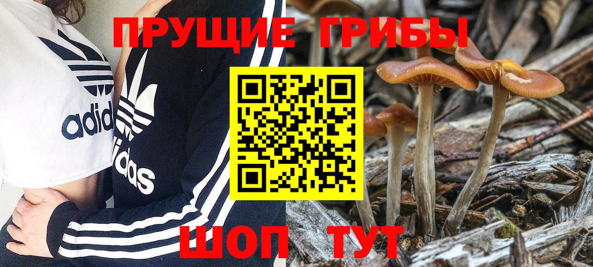 Псилоцибиновые грибы MAGIC MUSHROOMS  Вход с VPN  Заводоуковск 